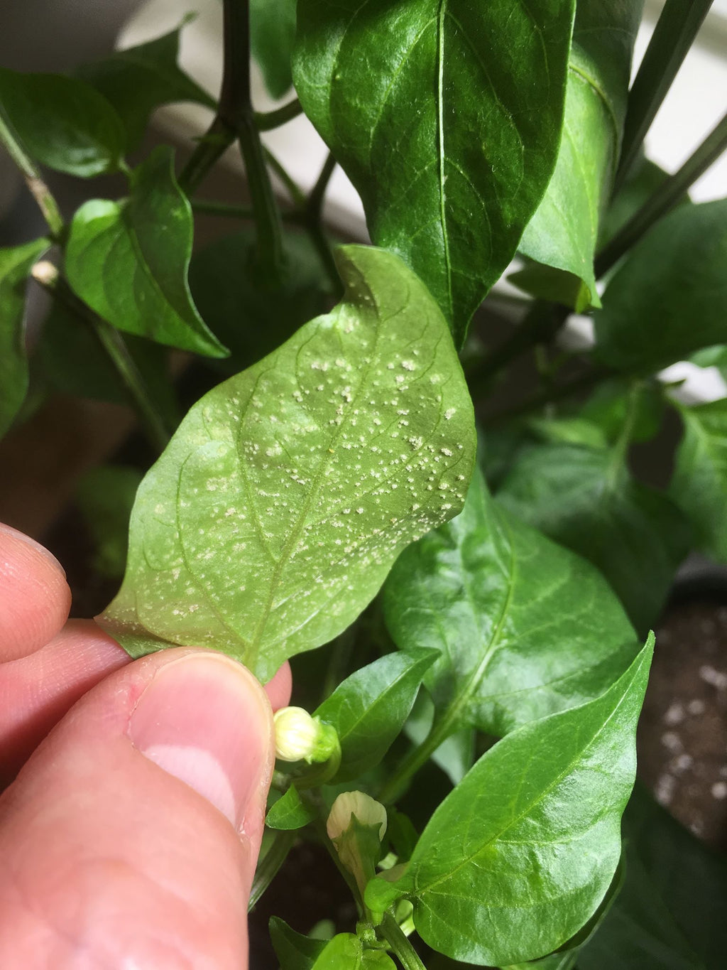 Edema - what is it and how can I get rid of it?